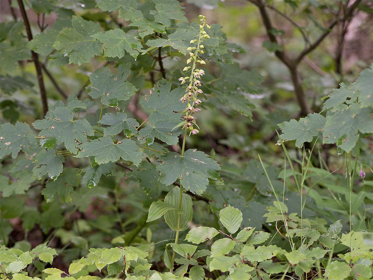 Epipactis helleborine